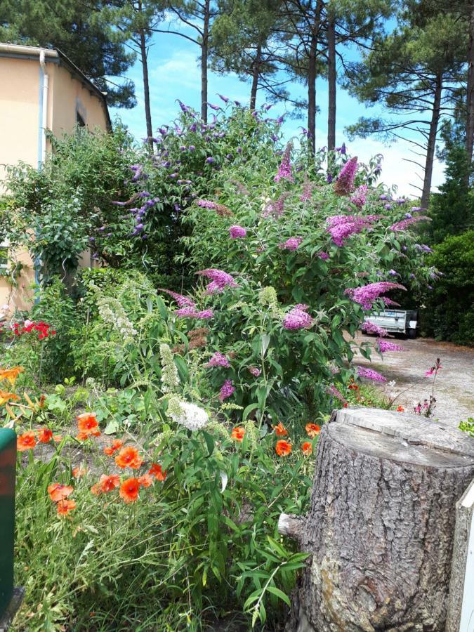 Le Relais De La Praya Bed and Breakfast Lège-Cap-Ferret Eksteriør billede